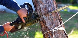 Best Lawn Watering Services  in Portola Valley, CA