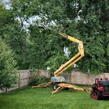 Best Arborist Consultation Services  in Portola Valley, CA