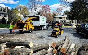 Reliable Portola Valley, CA Tree Care Solutions