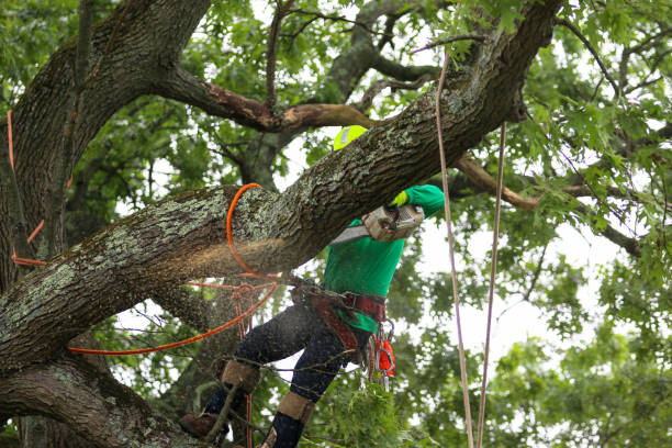 Best Tree Cabling and Bracing  in Portola Valley, CA