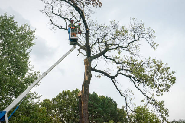 Best Commercial Tree Services  in Portola Valley, CA