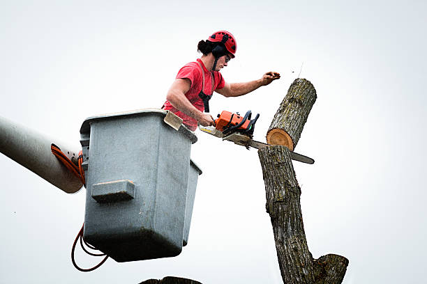 Best Root Management and Removal  in Portola Valley, CA