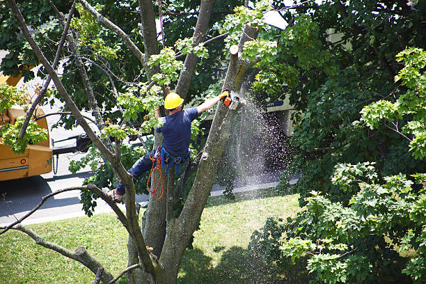 Best Hazardous Tree Removal  in Portola Valley, CA